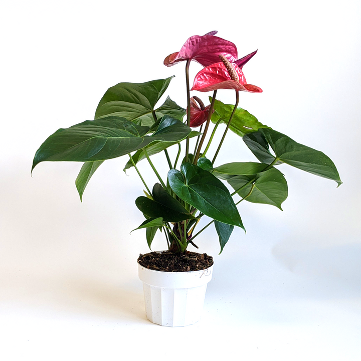 Al's Garden & Home 'Purple Flower' Flamingo Lily (Anthurium andraeanum), 4 Inch houseplant