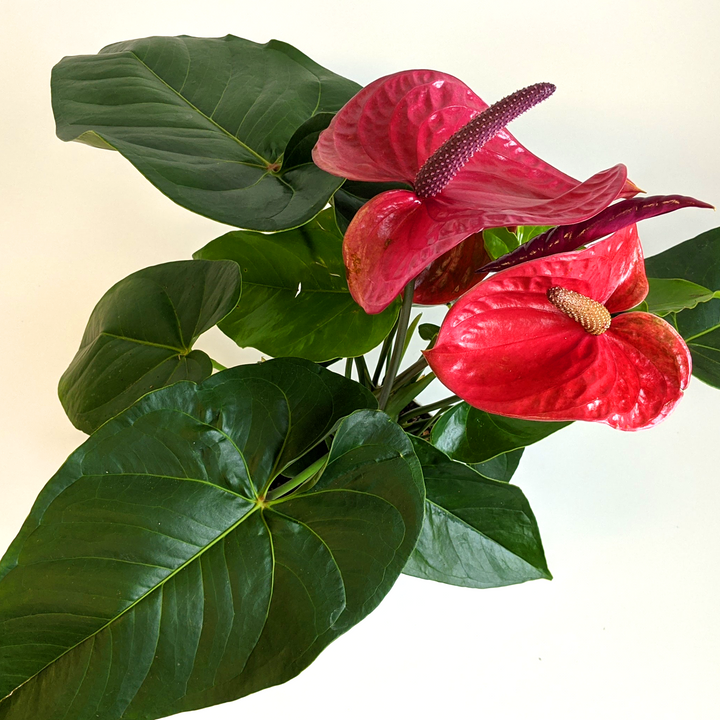Al's Garden & Home 'Purple Flower' Flamingo Lily (Anthurium andraeanum), 4 Inch houseplant