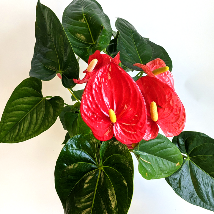 Al's Garden & Home 'Red Flower' Flamingo Lily (Anthurium andraeanum), 4 Inch houseplant