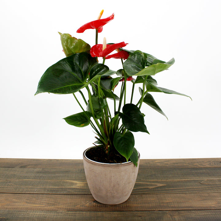 Al's Garden & Home 'Red Flower' Flamingo Lily (Anthurium andraeanum), 4 Inch houseplant