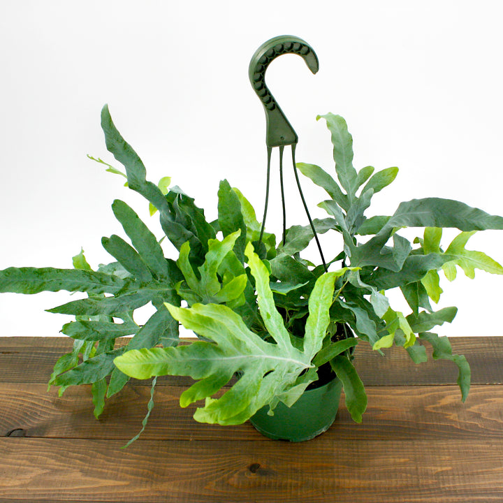 Al's Garden & Home 'Blue Star' Virginia Blue Fern (Phlebodium aureum), 4 Inch houseplant