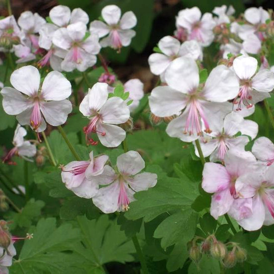 Al's Garden & Home 'Biokovo' Hardy Geranium (Geranium cantabrigiense), 1 Gallon perennial