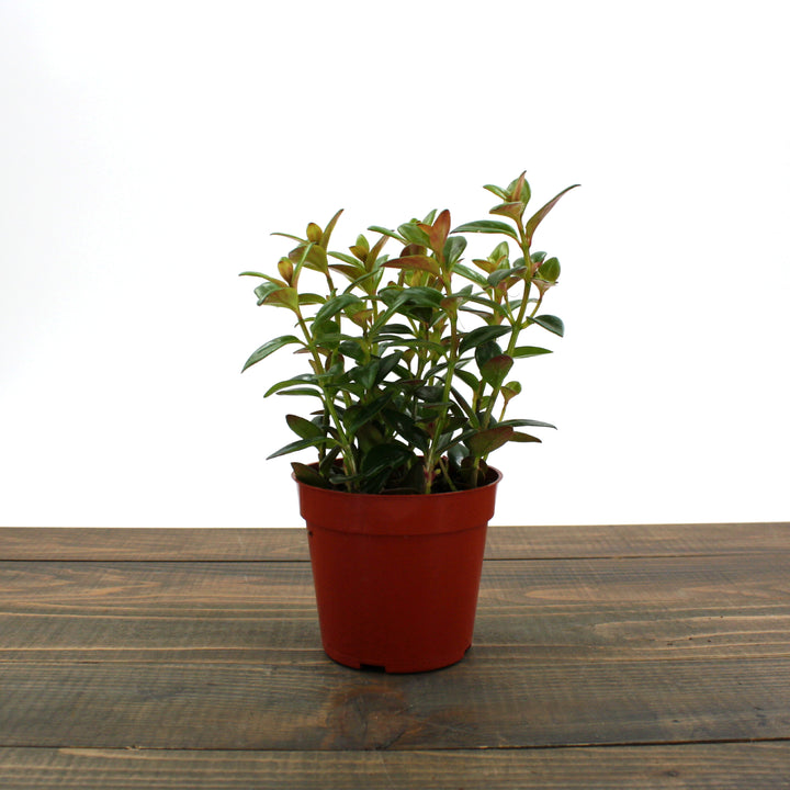 Al's Garden & Home 'Black Gold' Goldfish Plant (Nematanthus), 6 Inch houseplant
