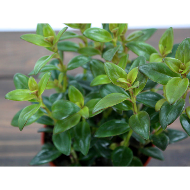 Al's Garden & Home 'Black Gold' Goldfish Plant (Nematanthus), 4 Inch houseplant
