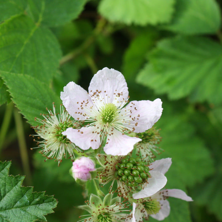 Al's Garden & Home 'Black Satin' Blackberry (Rubus fructicosus), 1 Gallon edible vine