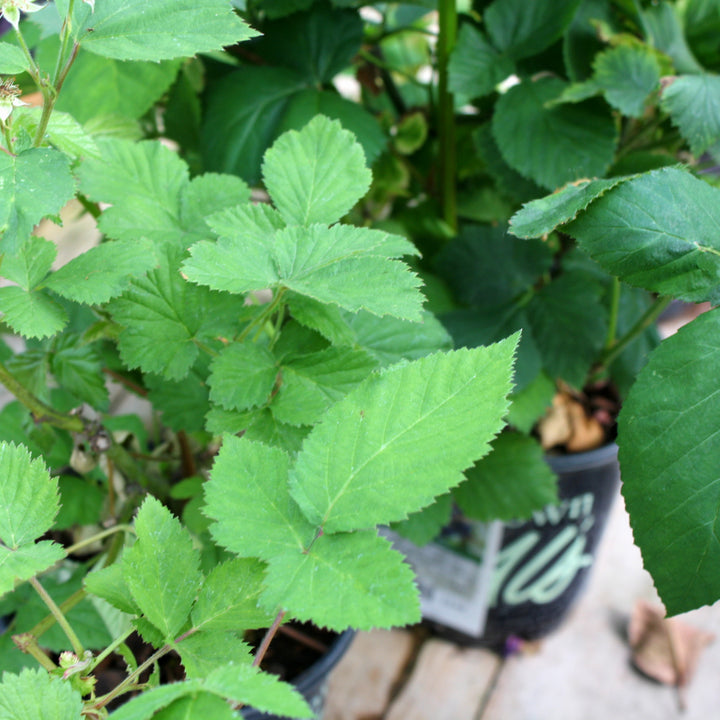 Al's Garden & Home 'Black Satin' Blackberry (Rubus fructicosus), 1 Gallon edible vine