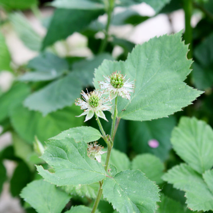 Al's Garden & Home 'Black Satin' Blackberry (Rubus fructicosus), 1 Gallon edible vine