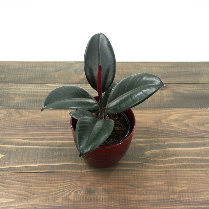 Al's Garden & Home 'Burgundy' Rubber Plant (Ficus elastica), 4 Inch houseplant