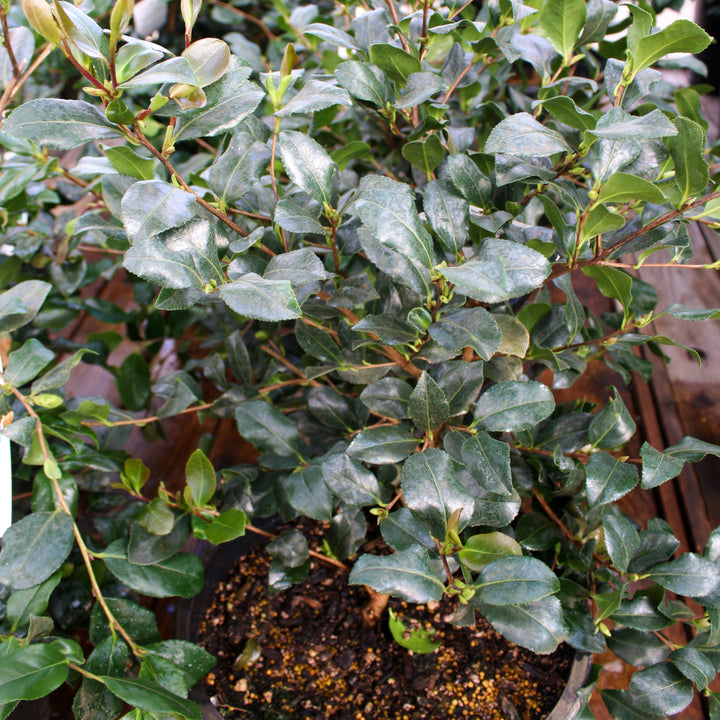 Al's Garden & Home 'Cleopatra' Camellia, 1 Gallon shrub