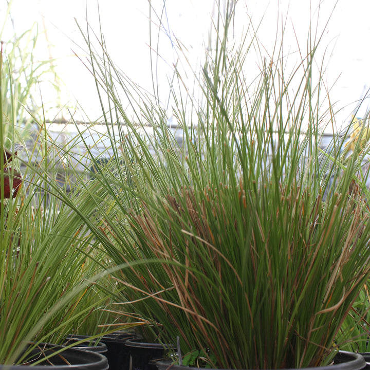 Al's Garden & Home 'Prairie Fire' Sedge Grass (Carex oshimensis), 1 Gallon perennial