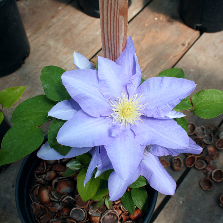 Al's Garden & Home 'Boulevard Cezanne' Deciduous Clematis (Clematis), 1 Gallon vine