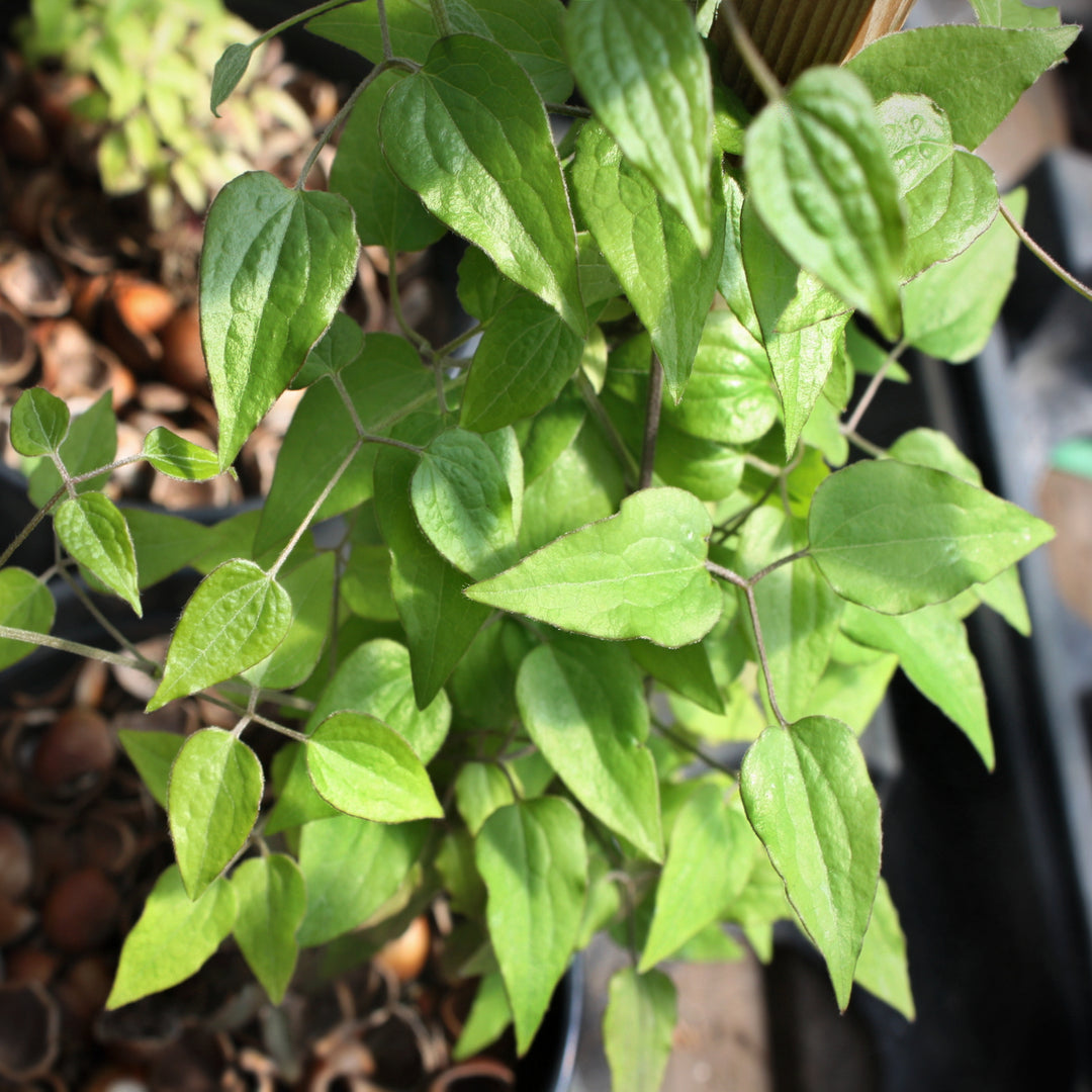 Al's Garden & Home 'Tekla' Deciduous Clematis (Clematis), 1 Gallon vine