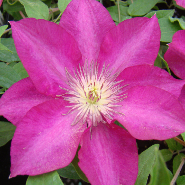 Al's Garden & Home 'Tekla' Deciduous Clematis (Clematis), 1 Gallon vine