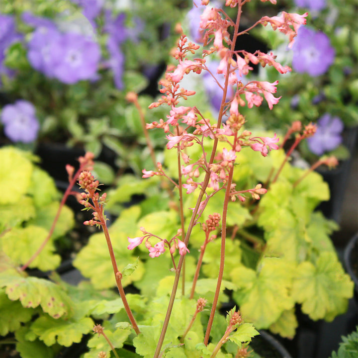 Al's Garden & Home 'Little Cuties Sweet Tart' Coral Bells (Heuchera), 1 Quart perennial