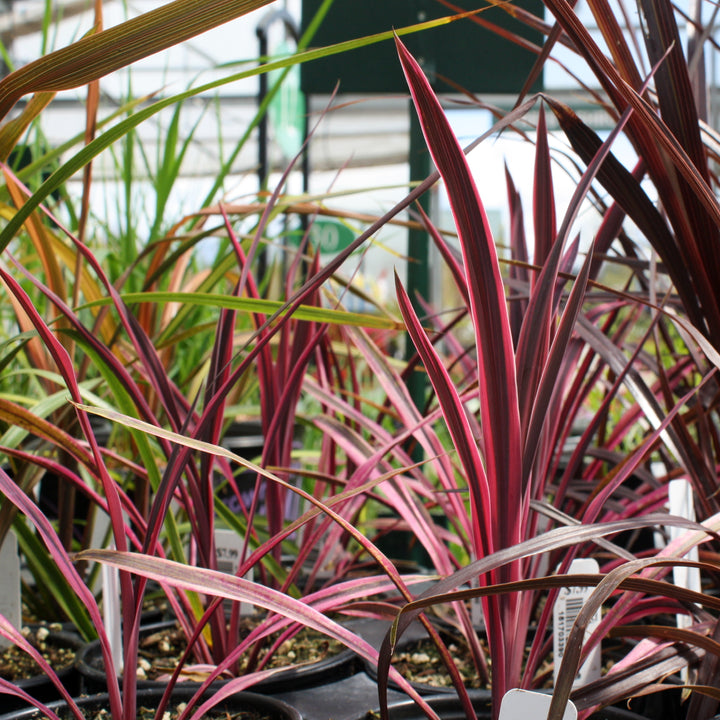 Al's Garden & Home 'Dancing Paso Doble' Cordyline, 4 Inch perennial