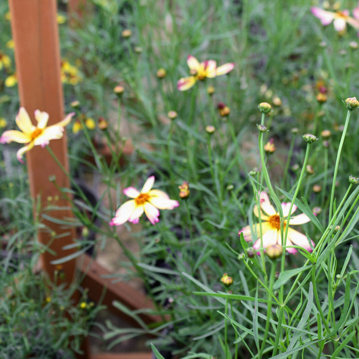 Al's Garden & Home 'Fall Sensation Sunny Side' Coreopsis, 1 Gallon perennial