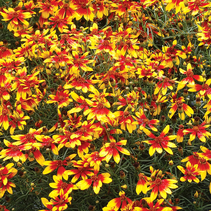 Al's Garden & Home 'Lightning Bug' Coreopsis, 1 Gallon perennial