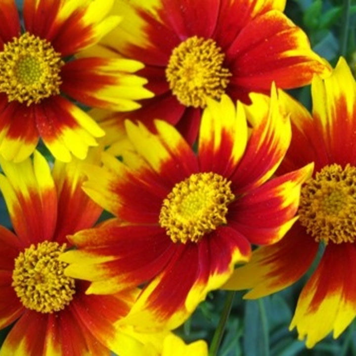 Al's Garden & Home 'Lil' Bang Daybreak' Coreopsis, 1 Gallon perennial