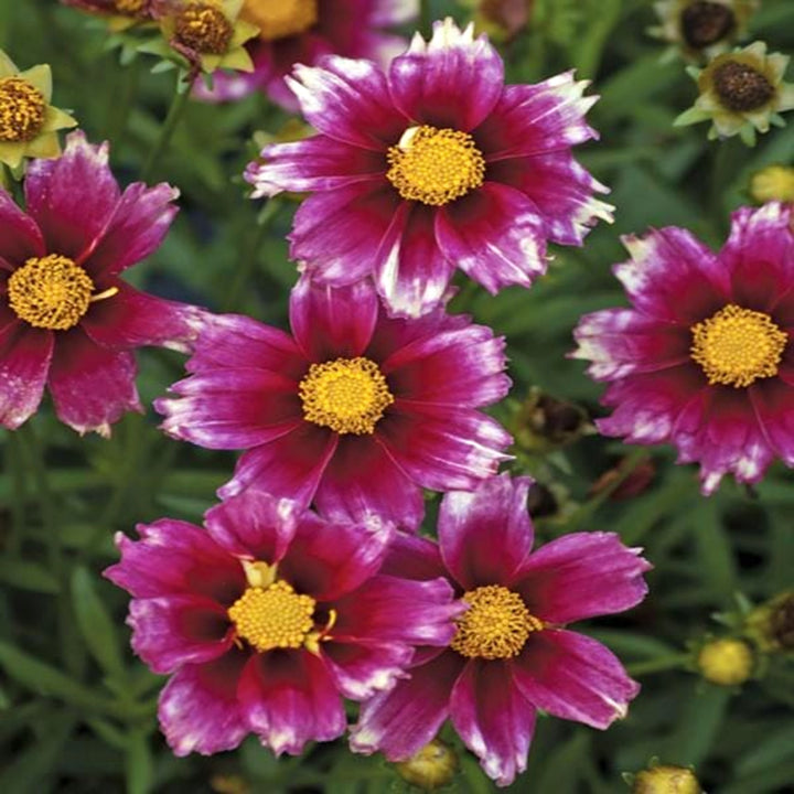 Al's Garden & Home 'Lil' Bang Starstruck' Coreopsis, 1 Gallon perennial