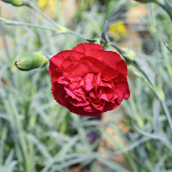 Al's Garden & Home 'Devon Cottage Ruby's Tuesday' Carnation (Dianthus caryophyllus), 5 Inch