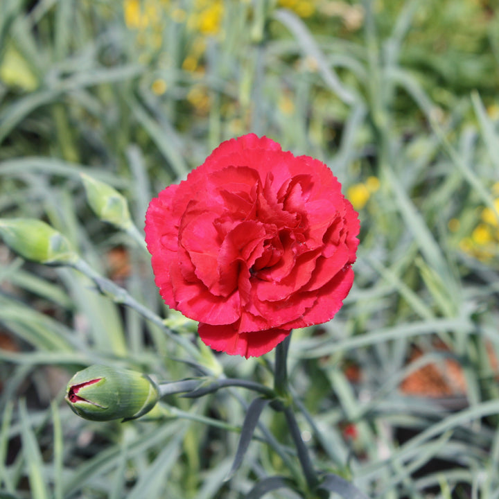 Al's Garden & Home 'Devon Cottage Ruby's Tuesday' Carnation (Dianthus caryophyllus), 5 Inch