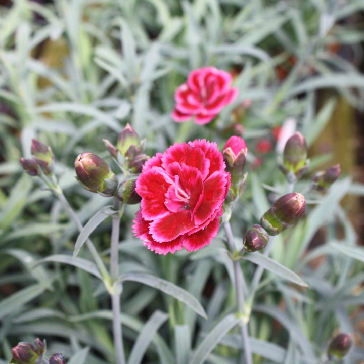 Al's Garden & Home 'Everlast Burgundy Blush Carnation' Carnation (Dianthus caryophyllus), 1 Gallon