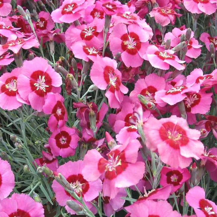 Al's Garden & Home 'Peppermint Star' Carnation (Dianthus caryophyllus), 1 Gallon
