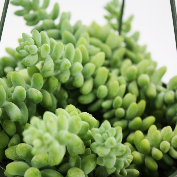 The Good Earth Nursery generic Donkey's Tail Sedum (Sedum morganianum), 6 Inch houseplant