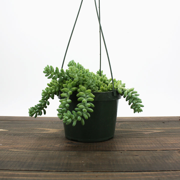 The Good Earth Nursery generic Donkey's Tail Sedum (Sedum morganianum), 6 Inch houseplant