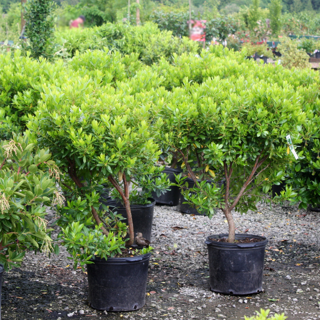 Al's Garden & Home 'Compacta' Dwarf Strawberry (Arbutus unedo), 1 Gallon edible tree shrub