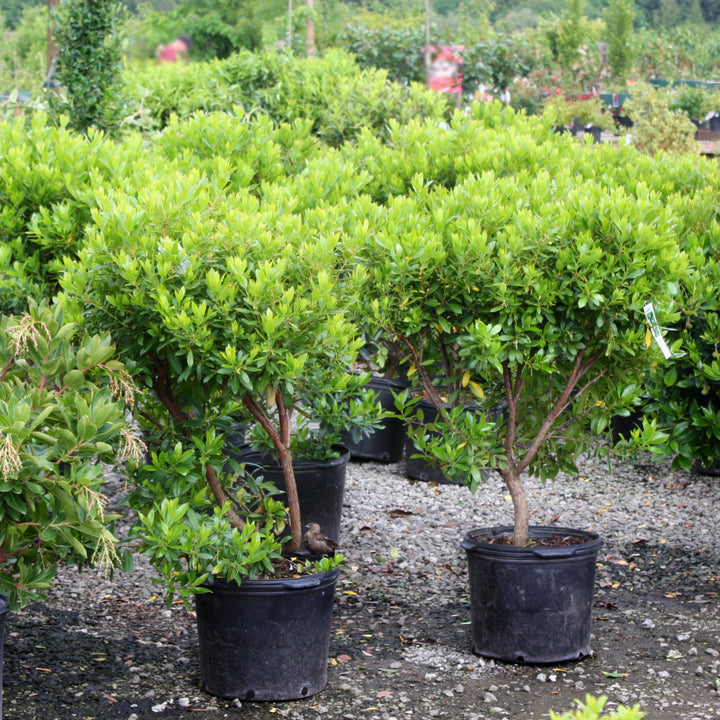 Al's Garden & Home 'Compacta' Dwarf Strawberry (Arbutus unedo), 1 Gallon edible tree shrub