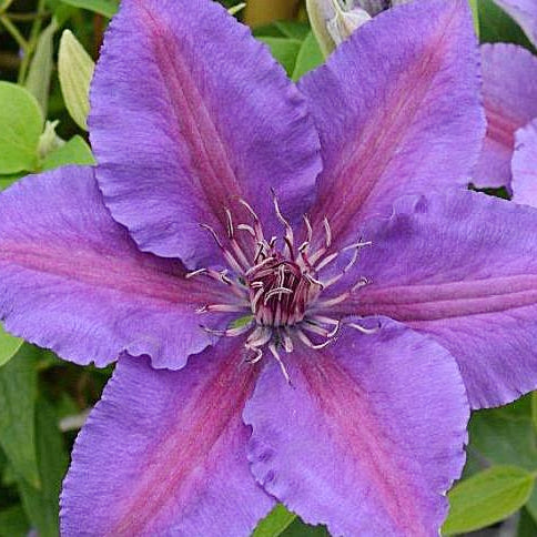 Al's Garden & Home 'Edda' Deciduous Clematis (Clematis), 1 Gallon vine