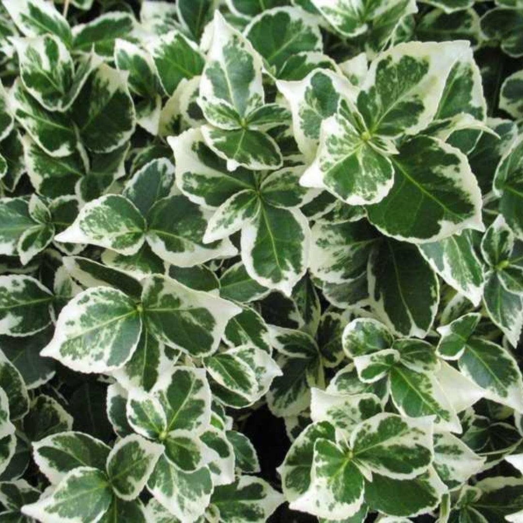 Al's Garden & Home 'Emerald Gaiety' Euonymus, 1 Gallon shrub