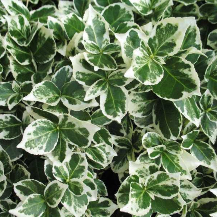 Al's Garden & Home 'Emerald Gaiety' Euonymus, 1 Gallon shrub