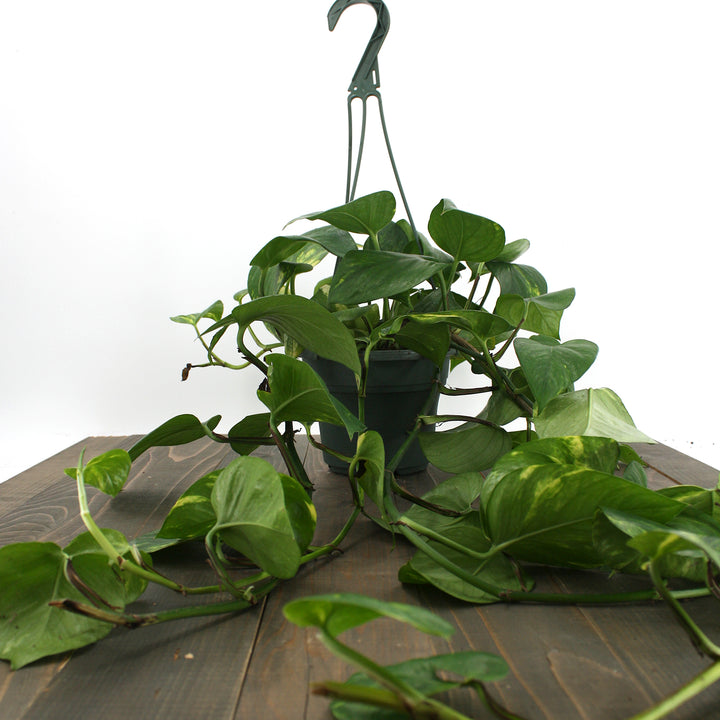 Al's Garden & Home 'Epipremnum Golden' Pothos (Epipremnum aureum), 4 Inch houseplant
