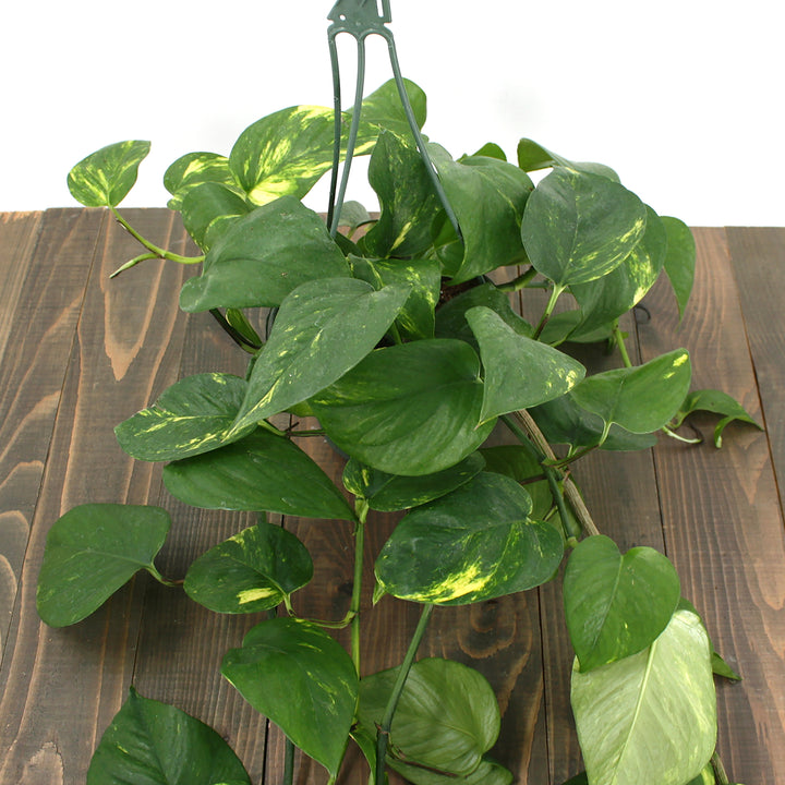 Al's Garden & Home 'Epipremnum Golden' Pothos (Epipremnum aureum), 4 Inch houseplant