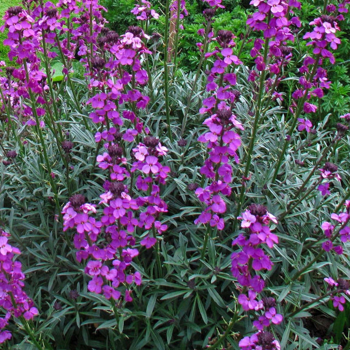 Al's Garden & Home 'Bowles Mauve' Wallflower (Erysimum), 1 Gallon perennial