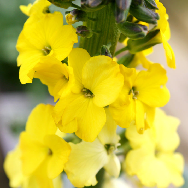 Al's Garden & Home 'Winter Sun' Wallflower (Erysimum), 1 Gallon perennial
