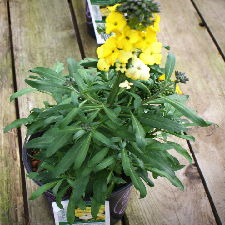 Al's Garden & Home 'Winter Sun' Wallflower (Erysimum), 1 Gallon perennial