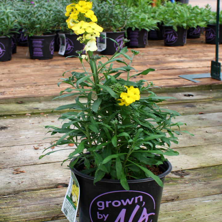 Al's Garden & Home 'Winter Sun' Wallflower (Erysimum), 1 Gallon perennial