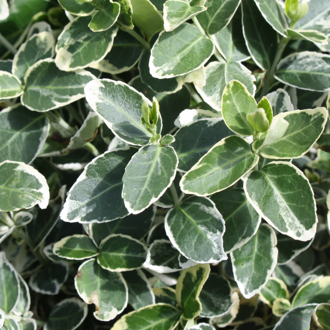 Al's Garden & Home 'Emerald Gaiety' Euonymus, 1 Gallon shrub