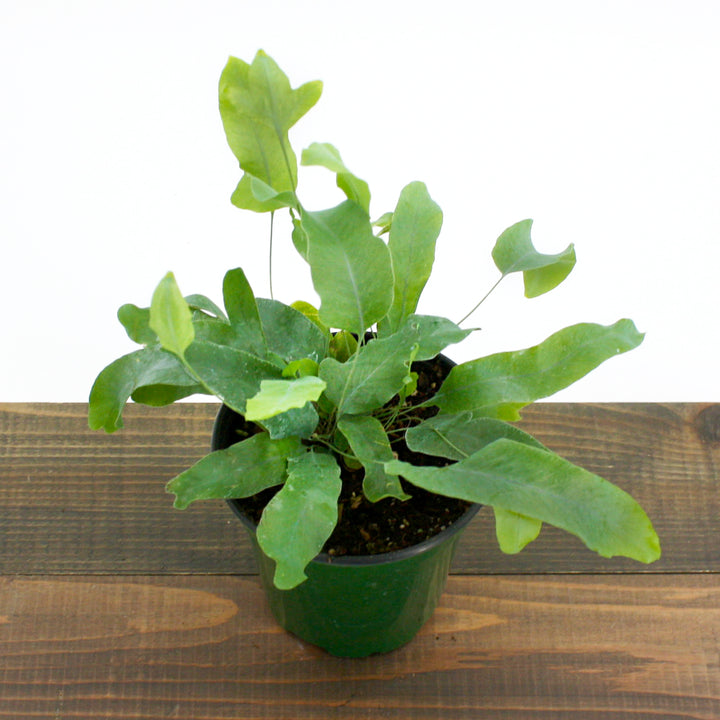 Al's Garden & Home 'Blue Star' Virginia Blue Fern (Phlebodium aureum), 4 Inch houseplant