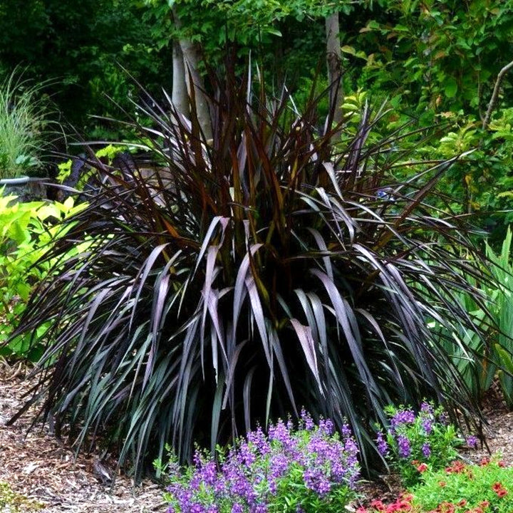 Al's Garden & Home 'First Knight' Fountain Grass (Pennisetum), 2 Gallon perennial