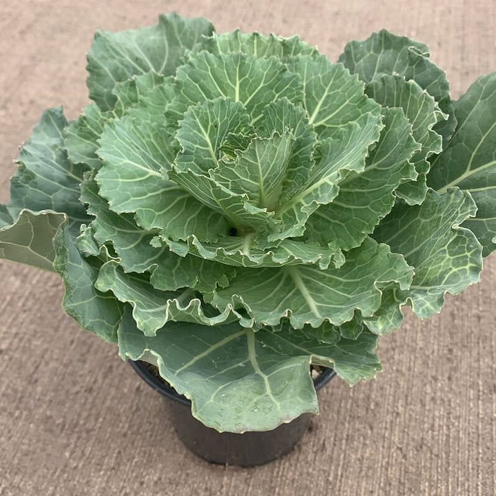 Al's Garden & Home Flowering Kale