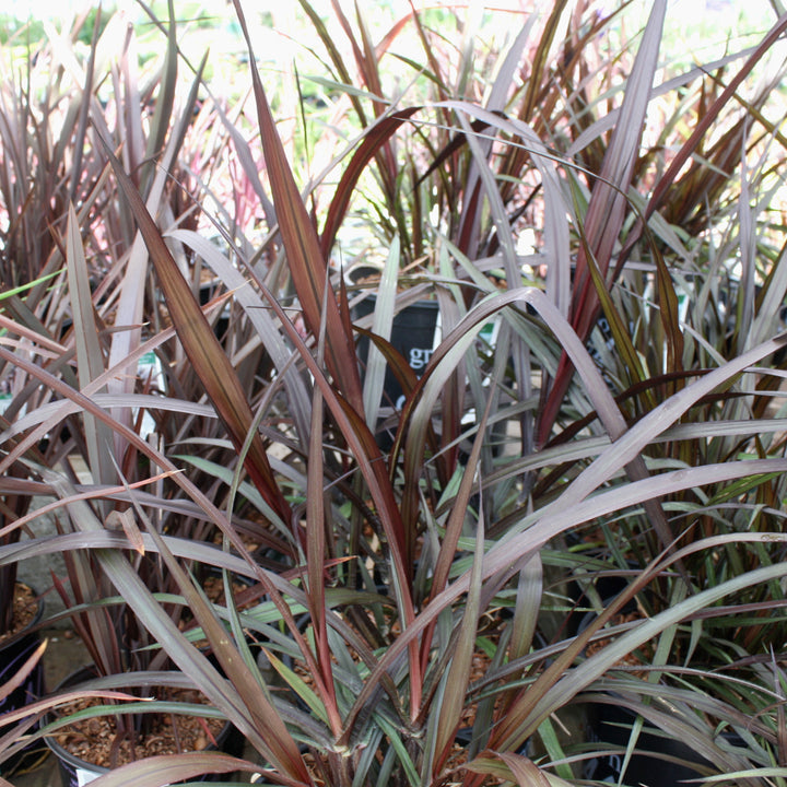 Al's Garden & Home 'First Knight' Fountain Grass (Pennisetum), 2 Gallon perennial