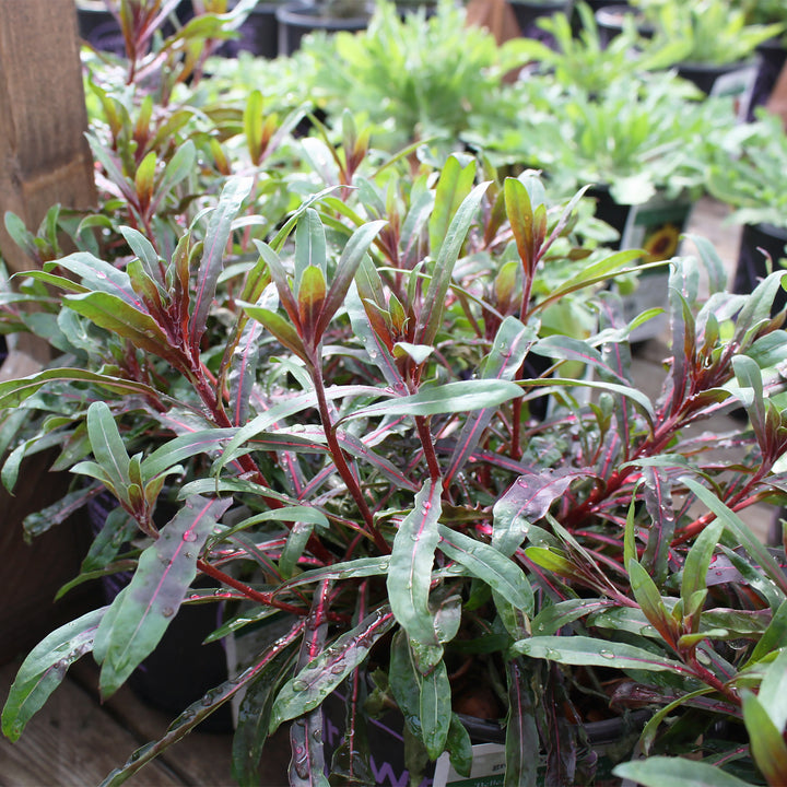 Al's Garden & Home 'Belleza Dark Pink' Gaura, 1 Gallon perennial