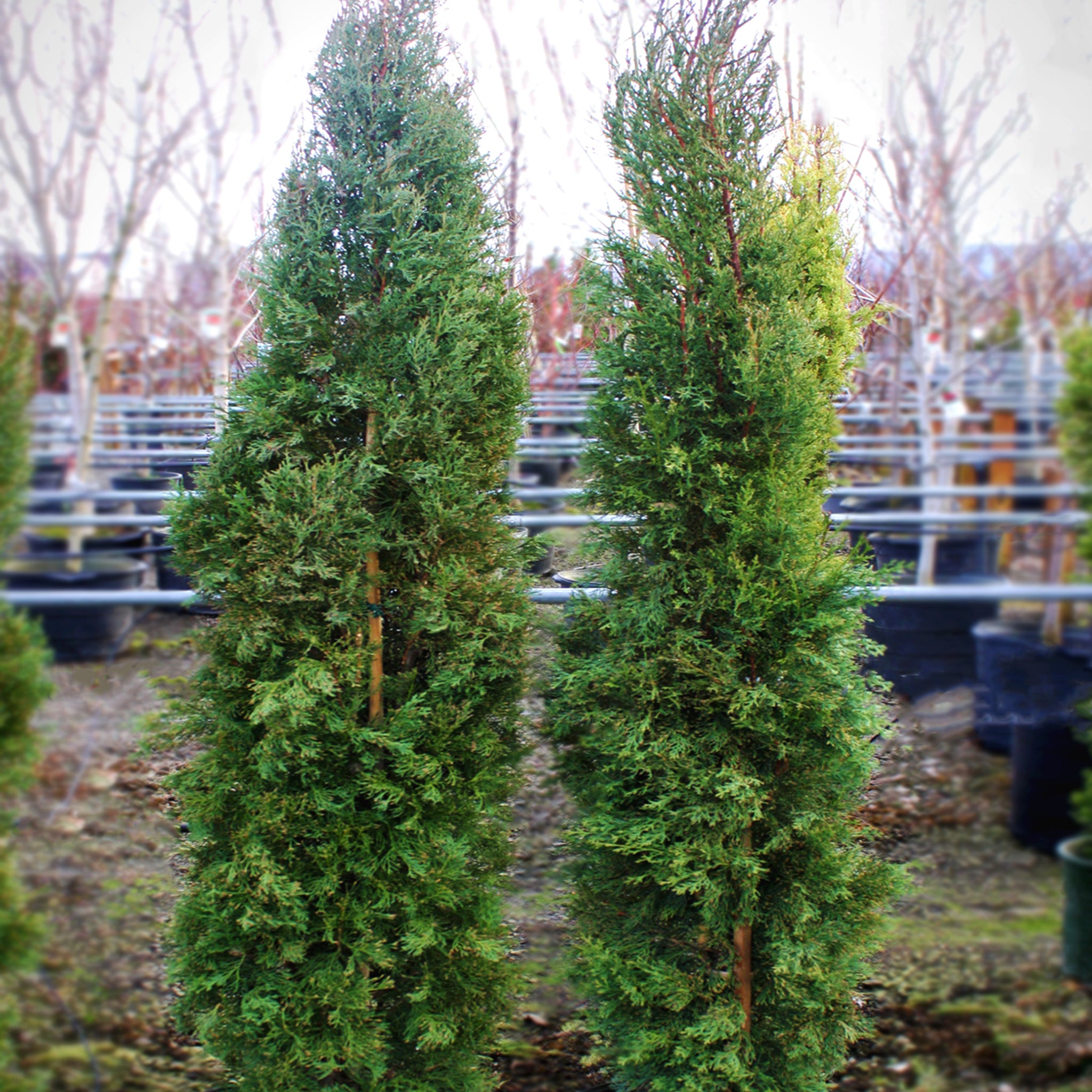 Italian Blue Cypress