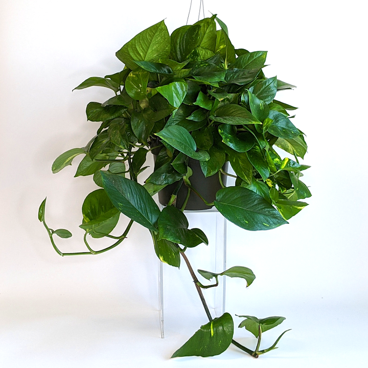 Al's Garden & Home 'Golden' Pothos (Epipremnum aureum), 4 Inch houseplant