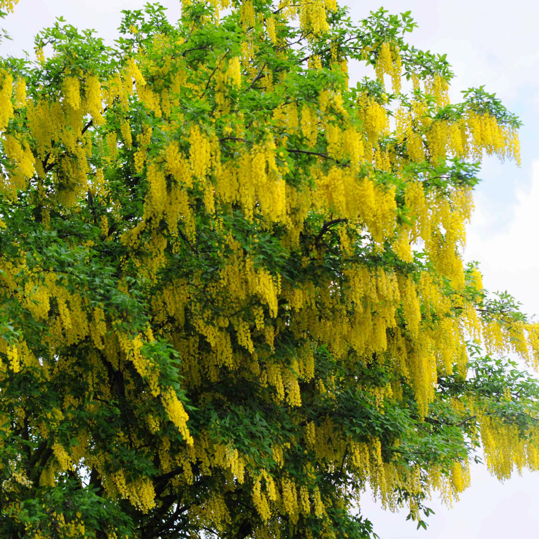 Goldenchain Tree