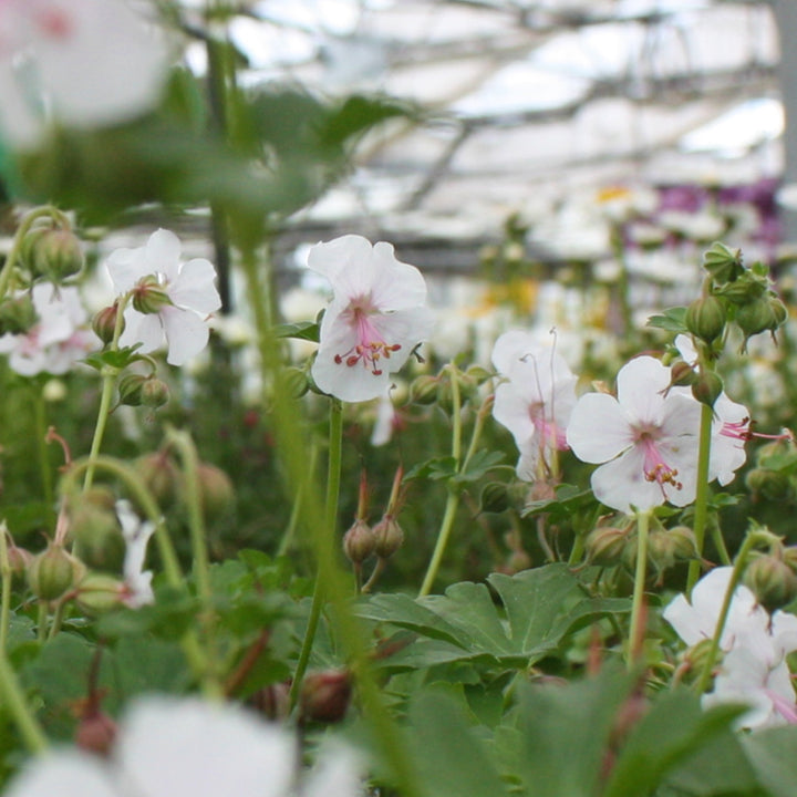 Al's Garden & Home 'Biokovo' Hardy Geranium (Geranium cantabrigiense), 1 Gallon perennial